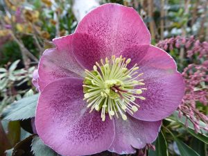 Helleborus (Rodney Davey Marbled Group) 'Pippa's Purple'-0