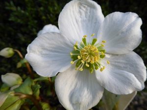 Helleborus niger 'Verboom Beauty'-0