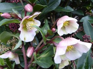 Helleborus x sahinii 'Winterbells' (PBR)-0