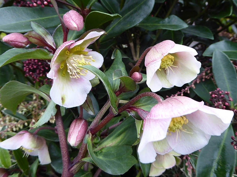 Helleborus x sahinii 'Winterbells' (PBR)-0