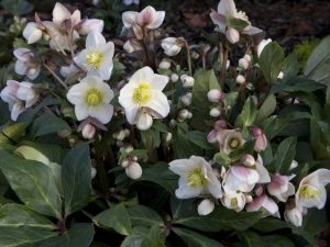 Helleborus x ballardiae HGC Snowdance (=Coseh 800)-0