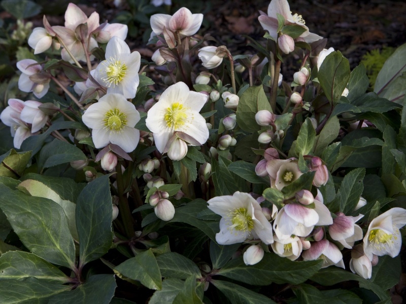 Helleborus x ballardiae HGC Snowdance (=Coseh 800)-0