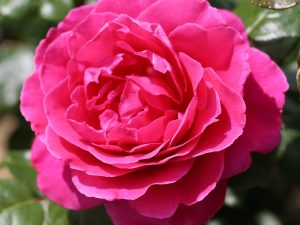 Rosa 'Sandringham'-0