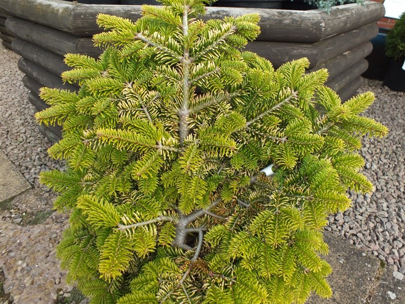Abies nordmanniana 'Golden Spreader'-0