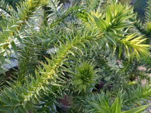 Araucaria araucana (3L pot)-0