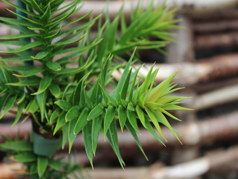 Araucaria araucana (3L pot)-13747
