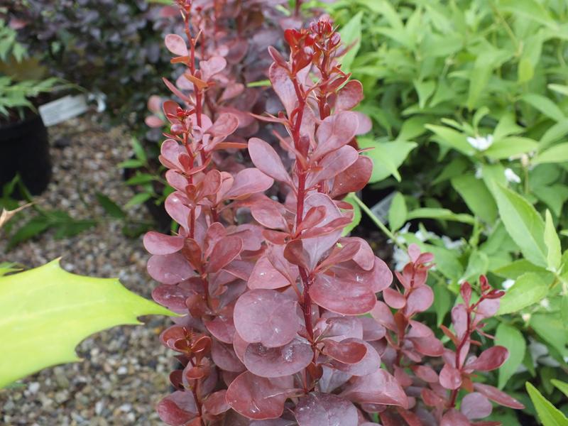 Berberis thunbergii 'Helmond Pillar'-13774
