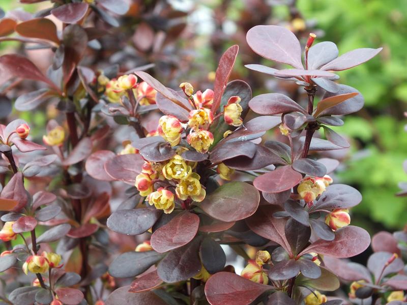 Berberis thunbergii 'Helmond Pillar'-13777