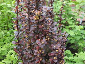 Berberis thunbergii 'Helmond Pillar'-0