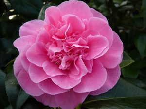 Camellia x williamsii 'Debbie' (5 Litre)-0