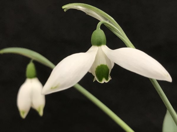 Galanthus elwesii 'Beany'-0