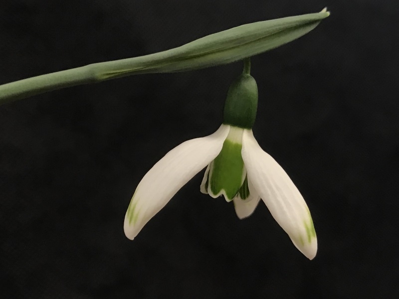 Galanthus elwesii 'Glenchantress'-15534
