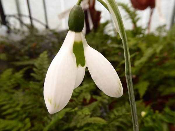 Galanthus elwesii 'Glenchantress'-0