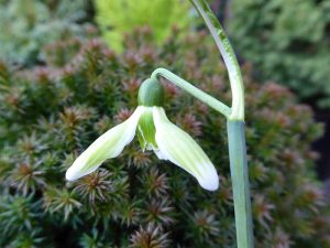 Galanthus 'Kildare'-0