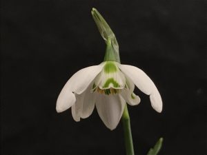 Galanthus 'Kingston Double'-0