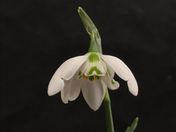 Galanthus 'Kingston Double'-0
