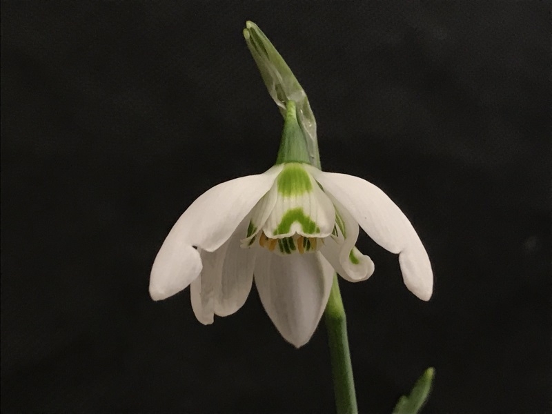 Galanthus 'Kingston Double'-0
