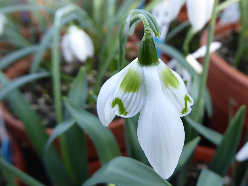 Galanthus 'Kingston Double'-14200
