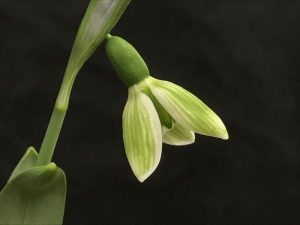 Galanthus elwesii 'Rosemary Burnham'-0