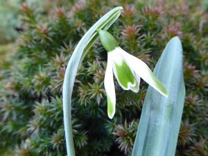 Galanthus plicatus 'Walter Fish'-0