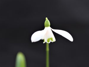Galanthus woronowii-0