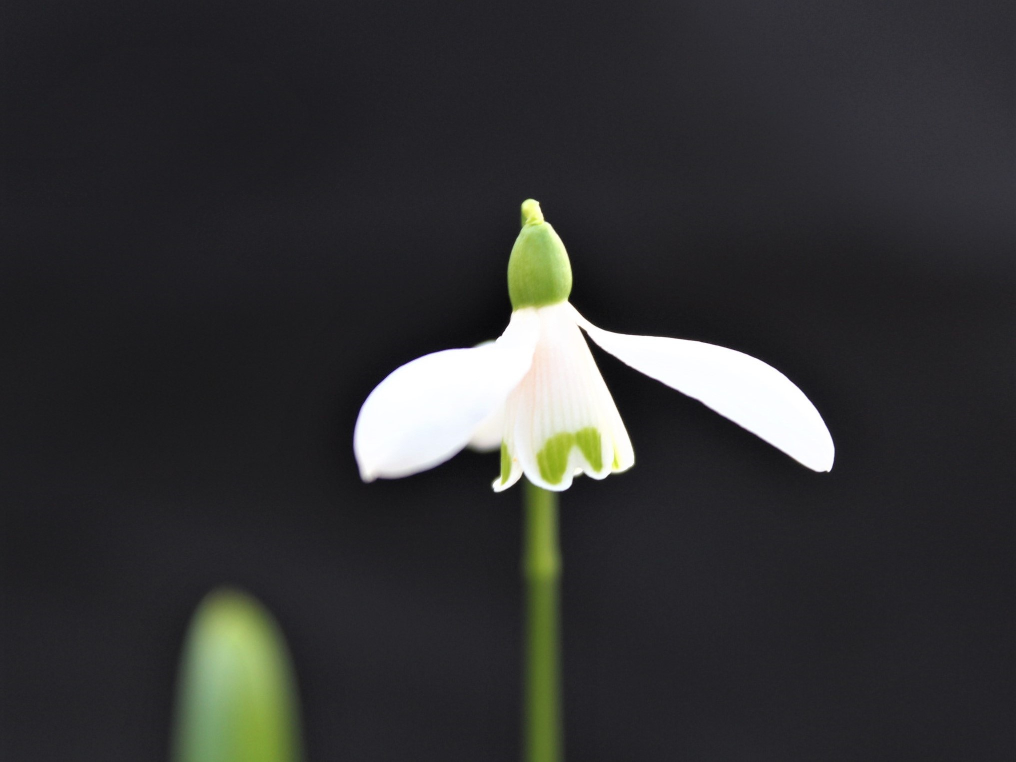 Galanthus woronowii-0