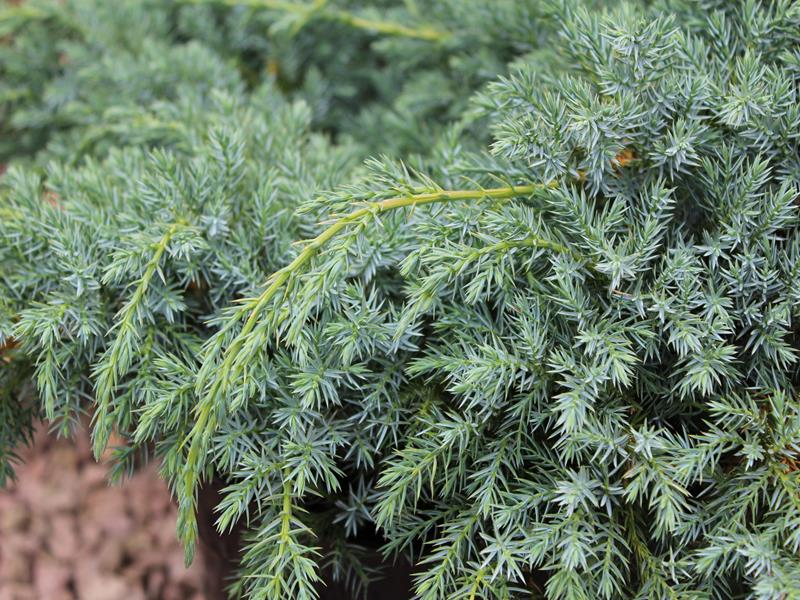Juniperus squamata 'Blue Carpet' (5L pot)-13751