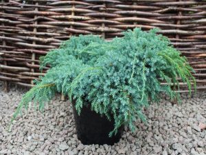 Juniperus squamata 'Blue Carpet' (5L pot)-0