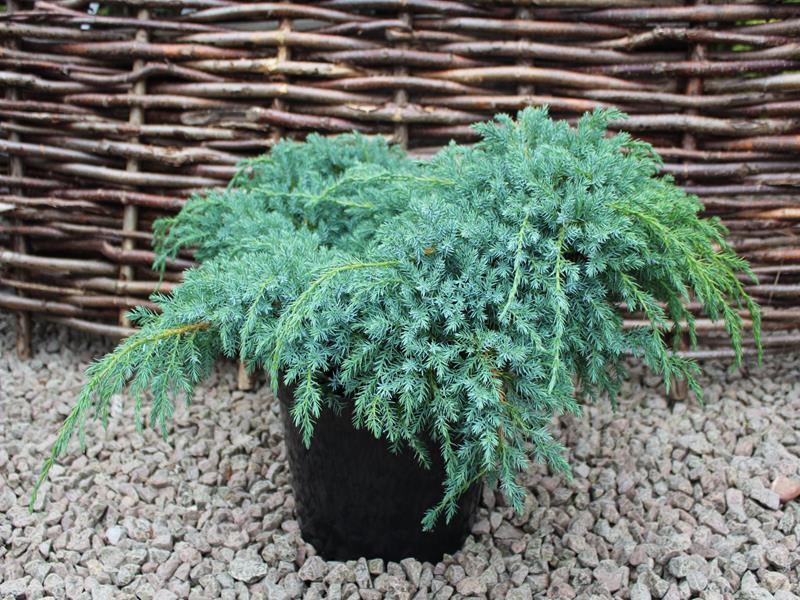 Juniperus squamata 'Blue Carpet' (5L pot)-0