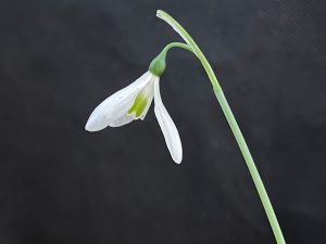 Galanthus 'Kinn Mckintosh'-0