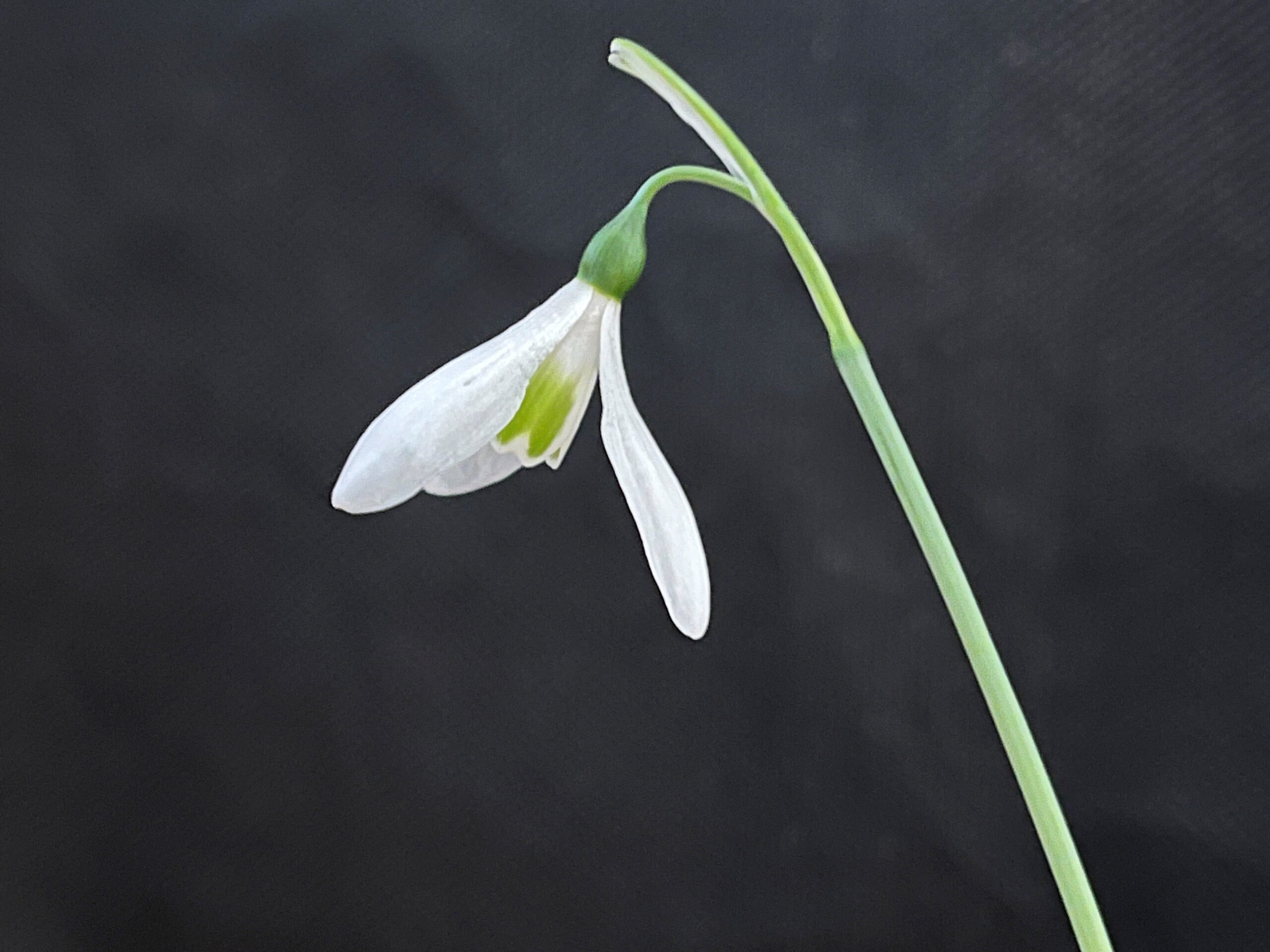 Galanthus 'Kinn Mckintosh'-0