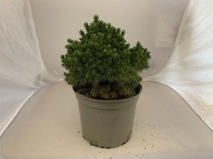Picea glauca 'Alberta Globe'-0