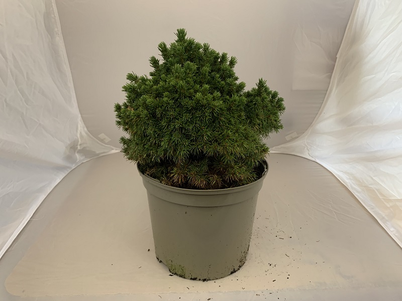 Picea glauca 'Alberta Globe'-0