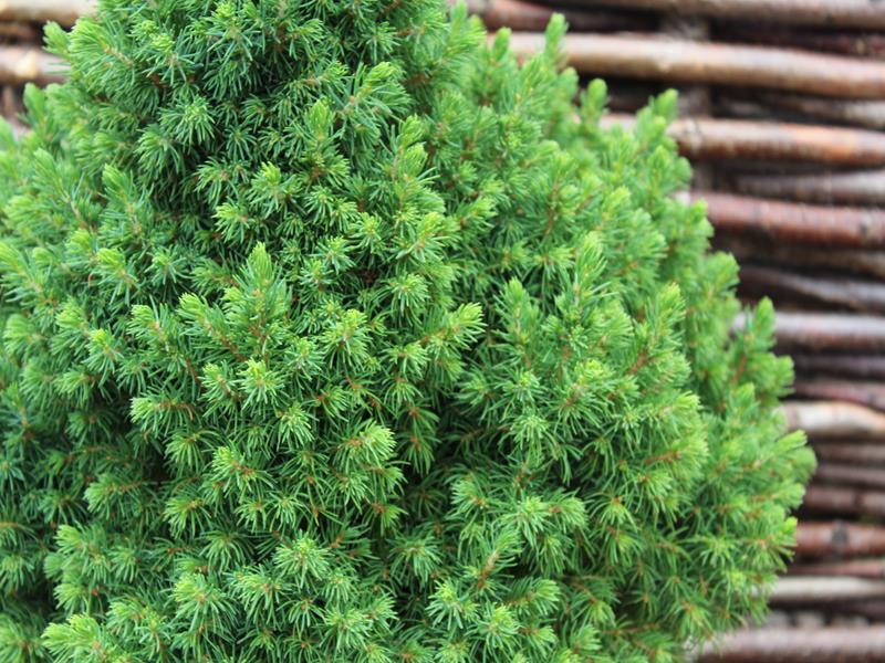 Picea glauca 'Alberta Globe'-13754
