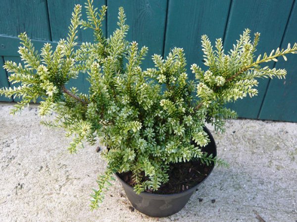 Podocarpus x 'Kilworth Cream'-0
