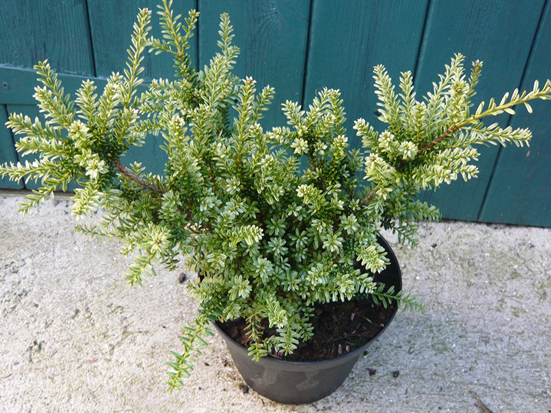 Podocarpus x 'Kilworth Cream'-0
