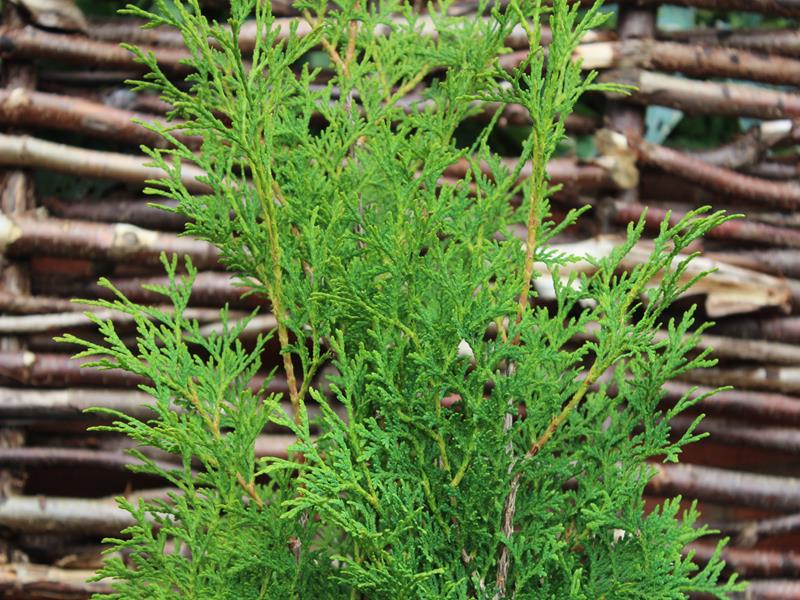 Thuja occidentalis 'Holmstrupensis' AGM-13761