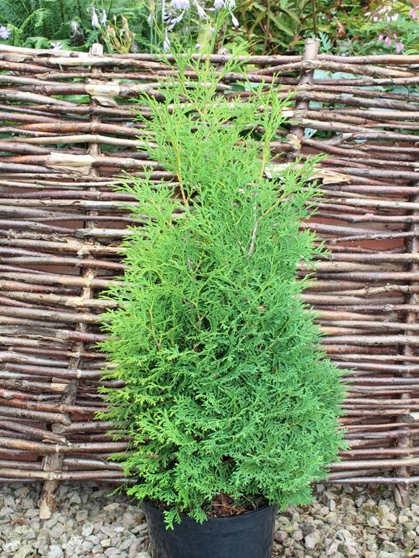 Thuja occidentalis 'Holmstrupensis' AGM-13760