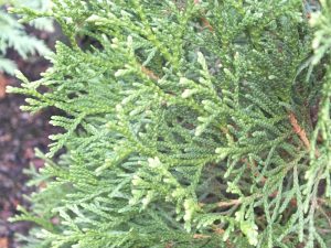Thuja occidentalis 'Smaragd' (Emerald)-0