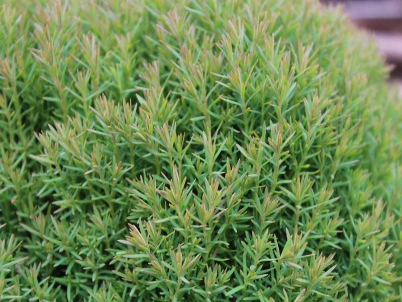 Thuja occidentalis 'Teddy'-13740