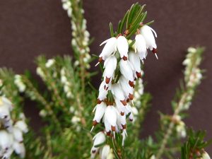 Erica x darleyensis 'Ada S.Collings' (1 litre pot)-0