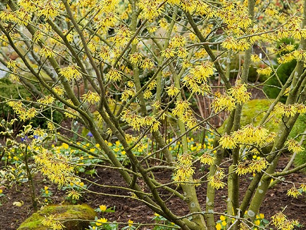 Hamamelis x intermedia 'Arnold Promise' (4L pot)-26420
