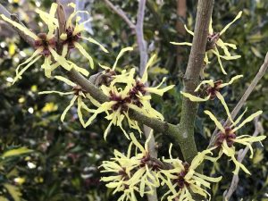 Hamamelis japonica 'Brentry'-0