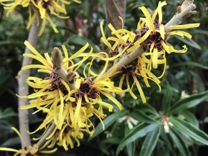 Hamamelis mollis-0