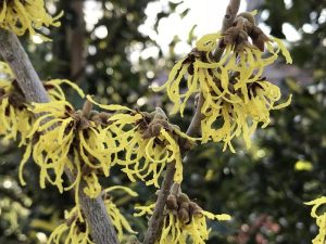 Hamamelis x intermedia 'Arnold Promise' (4L pot)-0