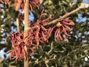 Hamamelis x intermedia 'Ruby Glow'-0
