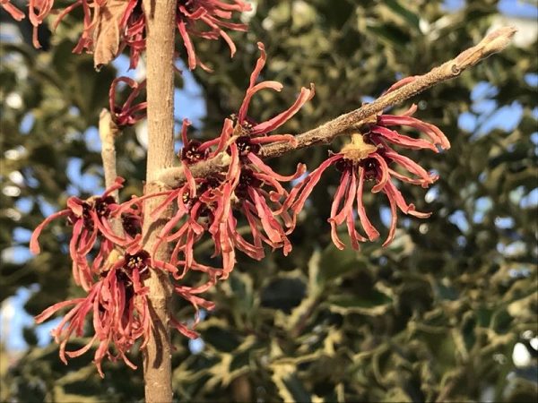 Hamamelis x intermedia 'Ruby Glow'-0