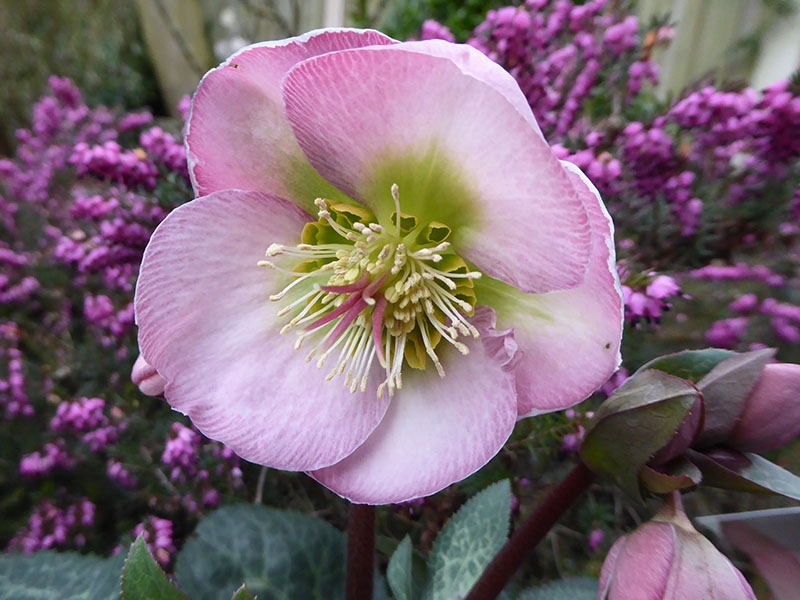 Helleborus (Rodney Davey Marbled Group) 'Dorothy's Dawn'-0