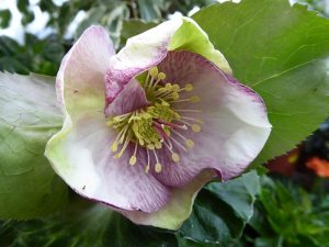 Helleborus (Rodney Davey Marbled Group) 'Glenda's Gloss'-0