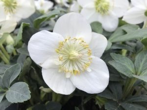 Helleborus niger 'Christmas Carol'-0